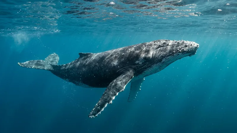 Ilustración naturalista de ballenas alimentándose de kril, pequeños peces en marino