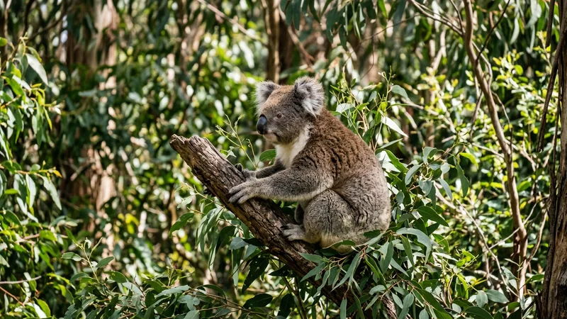 Ilustración naturalista de koalas alimentándose de hojas de eucalipto, acacia en australia