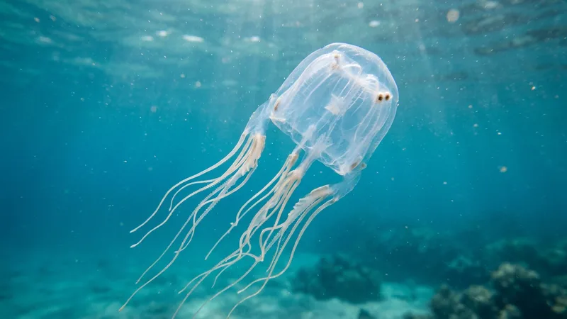 Ilustración naturalista de medusas caja alimentándose de peces, crustáceos en mares tropicales