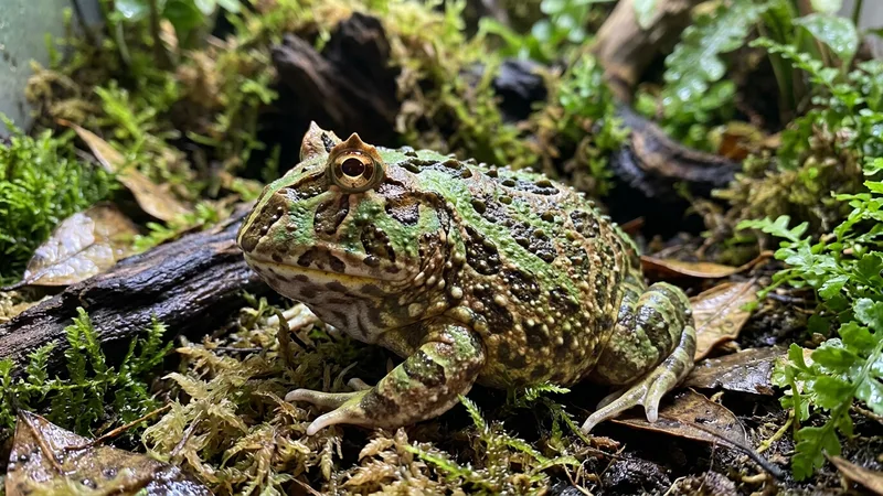 Ilustración naturalista de ranas Pacman alimentándose de grillos, gusanos en selvas sudamericanas y mascota