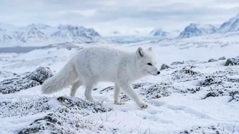 Ilustración naturalista de zorros árticos alimentándose de lemmings, aves en tundra ártica