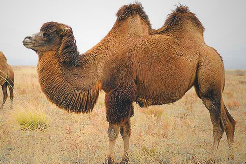 ¿Qué comen los camellos?