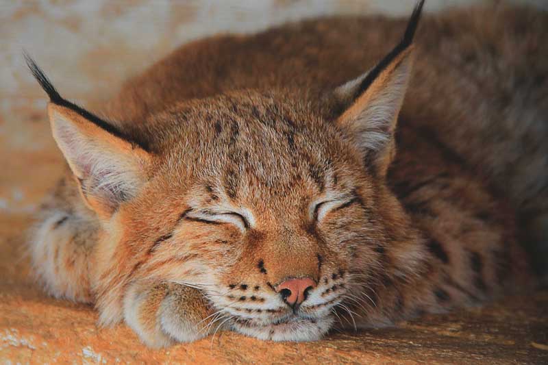 Lince