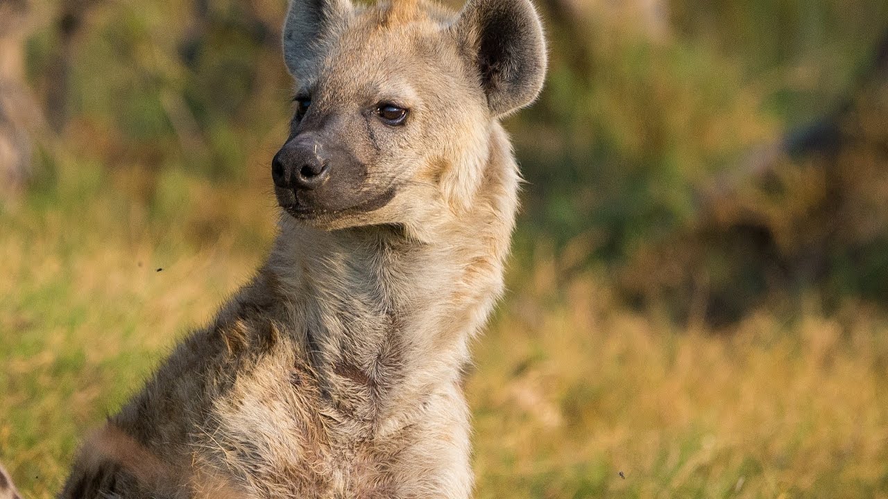 ¿Qué comen las hienas?