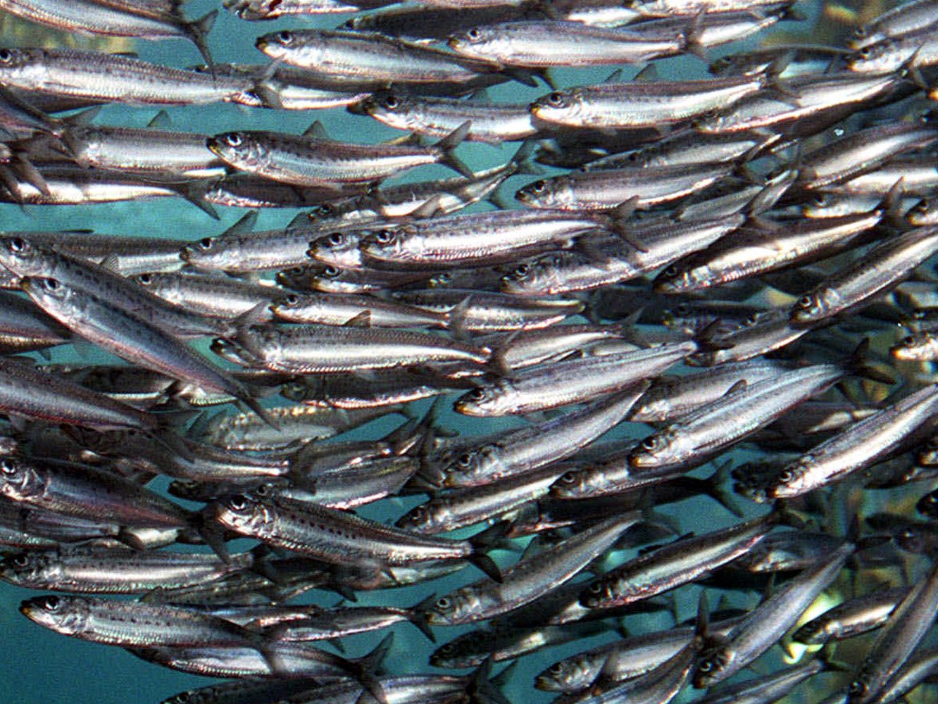 ¿Qué comen las sardinas?